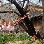 原田家屋敷の蜂須賀桜には藩政の世から生きてきた風格があります。・咲き初めし桜の幹の黒さかな(和良)