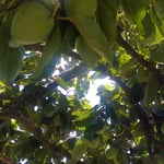 青柿は落ちてしまうことが多いと聞きましたので仰ぎ見ました。　・青柿の落ちぬやうにと仰ぎ見る(和良)