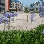 阿波おどり会館前の花壇にアガパンサスの花が咲いていました。　　　　　。梅雨晴れにアガパンサスの煌めける（和良）