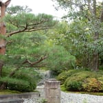 迎賓館の中庭に大きな花梨の木があり、大きな実がなっていました。　　　　　　・大振りや迎賓館の花梨の実（和良）