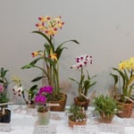 展示会に飾られた蘭の種類の多さにはびっくりしました。　・室咲の蘭の種類のこんなにも（和良）