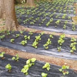 月ヶ谷温泉では冬枯れの山に山葵田の緑が美しかったです。　　・冬枯れの山に山葵の田の緑（和良）