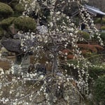 吉野川市の玉林寺の境内の白梅は散るほどに咲き継いでいました。　・散り敷きてなほも咲き継ぎ梅の花(和良)