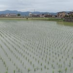 藍住町では田植えの終った田んぼに満々と水が張られていました。　・田水張る早苗の丈を越ゆるほど(和良)