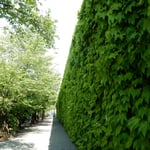 倉敷市の美観地区では赤い煉瓦の高い塀に蔦が生い茂っていました。　・煉瓦塀覆ひ尽して蔦若葉(和良)