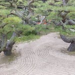 栗林公園の掬月亭では冬日が当たって箒目がくっきりと見えました。　　　・石庭の箒目確と冬日差す(和良)