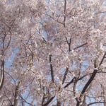 神山町のゆうかの里はしだれ桜の名所の一つになっています。　　　・嫋やかなしだれ桜のしだれやう(和良)