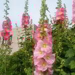 藍住町の自宅の近くで見た大きな立葵です。綺麗でした。　　・洋館の前に群れ咲き立葵（和良）