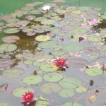 大塚国際美術館のモネの池の睡蓮は毎年数を増やしているようでした。・睡蓮やモネは日本が好きだった(和良)