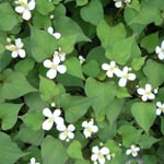 皇居東御苑で見た十薬です。白い十文字の花が輝いて見えました。　　　　　　　　　　・十薬の白の浮き出る昼の闇(和良)