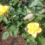 藍住町の薔薇園でインカという黄色い薔薇を見ました。　　　　　　　　　・インカなる黄色い薔薇の秘密めく（和良）