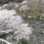 月が谷温泉に来ると野も山も里も桜が咲き満ちていました。　　・野の山も里も桜の花の宿(和良)