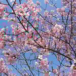 板野町で見た早咲きの桜です。赤い花が青空に映えていました。　　　　　・早咲きの桜は赤く空青し（和良）