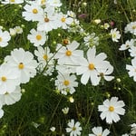 吉野川市の藤井寺の門前の畑にコスモスが咲いていました。　　　　　　　・コスモスの白のまぶしき在所かな（和良）