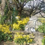 徳島市中央公園の石蕗は城山山頂広場の祠にも咲き満ちていました。　・城山の山頂にまで石蕗の花(和良)