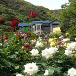 鎌倉文学館の庭園で見た薔薇祭りです。薔薇には洋館が似合うと思いました。　　　　　　･鎌倉は文人の町薔薇の花(和良)