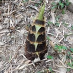 小松島市立江町の竹林ではあちらこちらに筍が出ていました。　・筍のあそこにそこに足元に（和良）