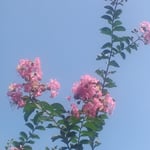 我が家の百日紅は紅の色が淡く爽やかな感じなので気に入っています。・紅の色淡き我が家の百日紅(和良)　