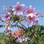 高々と咲く皇帝ダリアは真っ青な冬空に映えていました。　　　・冬晴れの空に皇帝ダリアかな（和良）