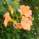 徳島市中央公園の凌霄花です。次々に咲き継がれていました。　・のうぜんの昨日も今日も花盛り（和良）