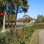 徳島城公園の薔薇園で見た赤い薔薇です。　　　　　　　　　　　　　　　　　　　　　　　　　　　　　　　　　　　　　　　・秋空へリンカーンてふ薔薇の赤(和良)