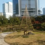 旧芝離宮恩賜庭園の雪吊された松には風格が感じられました。　　　　　　・雪吊し松に気品のうまれけり（和良）