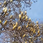 開き始めたはくれんの蕾は上に向かっていました。　　　　　　　　　　　・はくれんの蕾のどれも天を向き（和良）