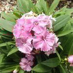 年金の支給日にいただいた紅白の撫子を二つ並べて植えました。　　・雨後の撫子の花凛として(和良)