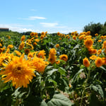 イングランドの丘では残った向日葵が一生懸命に咲いていました。　　　　・向日葵の果つるまで黄を貫ける（和良）