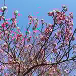 徳島市の文化の森の公園では紅梅が咲き笹子が来ていました。　　・目の前の梅に笹子の来て止る（和良）