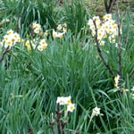 水仙も咲き始めていました。吹く風を真正面に咲いていました。　　　　　　　　　　　　・吹く風に丘の水仙たぢろがず(和良)