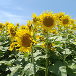 青空を背景に並び立つ向日葵はどの花も真ん丸い顔をしていました。　・向日葵の顔は真ん丸どの花も(和良)