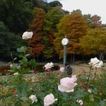 徳島城公園の薔薇園では冬の薔薇が競うように咲いていました。　　　　・冬薔薇の競ひ咲きゐる勢かな(和良)