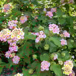 藍住町を散歩すると新築の庭にランタナの花が咲いていました。　・ランタナの花美しき新築に（和良）