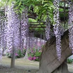 石井町の地福寺にある樹齢二百年の藤です。今年も見事に咲きました。  ・蜂須賀の世より伝へて藤の寺(和良)