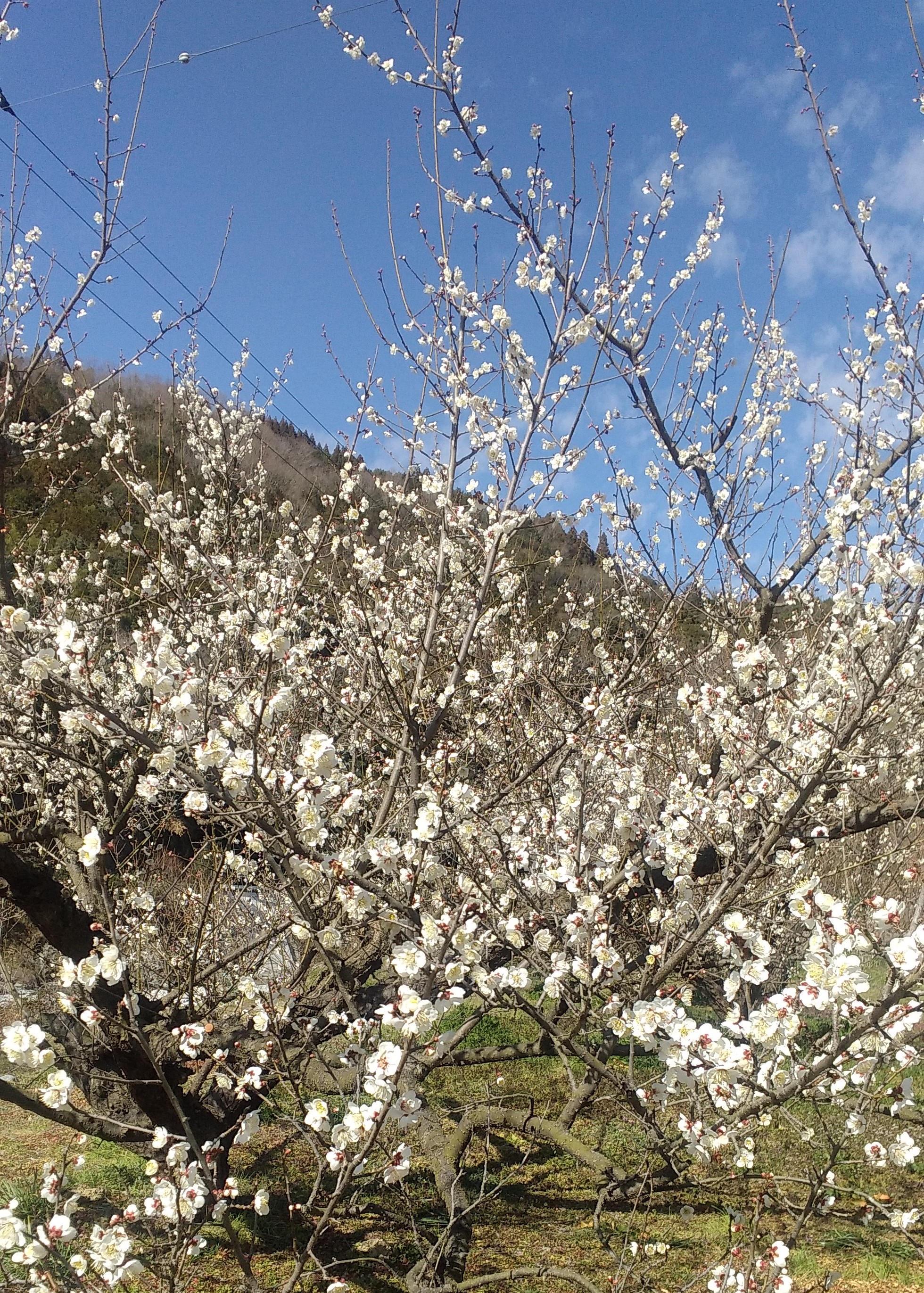 神山町広野の梅林は昔と同じ青空の下に広がっていました。　　・梅咲いて昔と同じ空の青(和良)