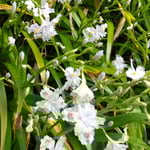 著莪の花が咲くと菜園の径が一段と明るくなっていました。　　・著莪咲いて径の明るくなりにけり（和良)