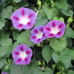 ルーマニアの地方都市で朝の散歩の折、出合った朝顔に似た花です。 ・外つ国の朝顔花に見とれをり(和良)