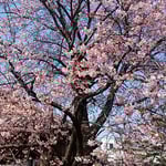 蜂須賀の殿様から授かったこの蜂須賀桜は樹齢250年と推定されます。　　・蜂須賀の世より伝へて初桜（和良）