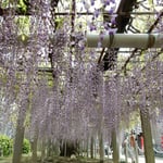 石井町の地福寺の藤は藤まつりの初日から咲き満ちていました。　　・藤まつり始まり香り満つ寺院(和良)