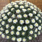 一株の菊が多くの花を遅滞なく咲かせていて見ごたえがありました。　　・一株の菊がこんなに花つけて(和良)