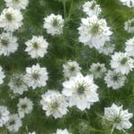 藍住町を散歩していますと民家の庭先に黒種草が咲いていました。　・薫風に黒種草の花揺れて(和良)