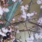 藍住町の日本料理店の玄関の桜は竹と共に大甕に活けられていました。　　・大甕に初桜活け玄関に（和良）