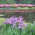 東御苑ではさつき明りの池を背景に花菖蒲が咲き始めていました。  ・つくづくと紫がよき花菖蒲(和良)