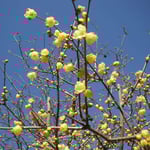 吉野川市の藤井寺で満開の蝋梅を見ました。青空に映えていました。  ・蝋梅の透けゆく空の青さかな（和良）