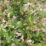 藍の畑がある石井町浦庄には蔵のある農家が目立ちました。　　・蔵のある農家の在所藍の花（和良）