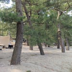 大神子海岸の松林にはキャンプのテントも張られていました。　　　・松林キャンプの人もちらほらと(和良)