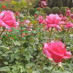 徳島城公園の薔薇園では冬の薔薇が競い合うように咲いていました。・競ふごと咲いて冬薔薇なりしかな(和良)