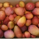 段ボール箱に一杯のマンゴーが沖縄の友人から届けられました。　　　　　。琉球のマンゴーですとお裾分け（和良）