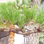 庭師は素手で摘み取り、ゆっくり時間をかけて松手入をしました。　　　・松笠になる芽も摘みて松手入(和良)